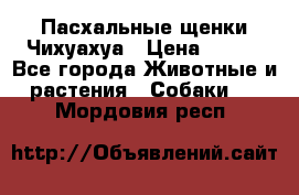 Пасхальные щенки Чихуахуа › Цена ­ 400 - Все города Животные и растения » Собаки   . Мордовия респ.